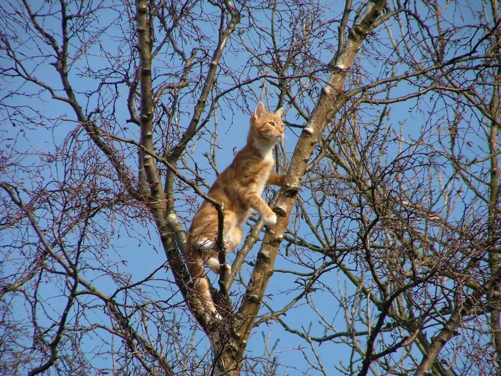 cat is trying to learn how to stop being stuck in the tree